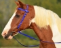 Want to win a free Western bridle? Here’s how