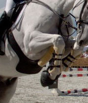 This horse is wearing bell boots