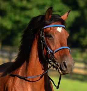 Samus showing off one of our halter bridles