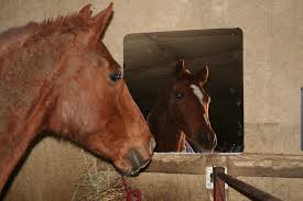 horse looks into mirror