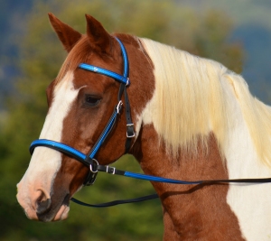 Here, Flash shows off our two-colored 2-in-1 bitless bridle