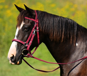 Traditional halter bridle